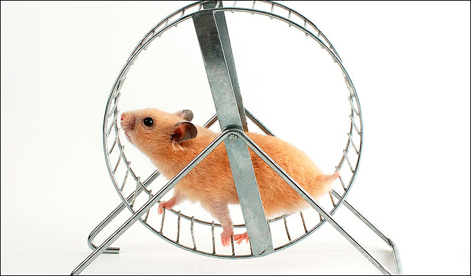 The Hamster Wheel | elainesphilosophythoughts